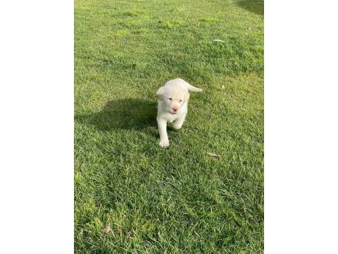 Safkan labrador retriever yavruları