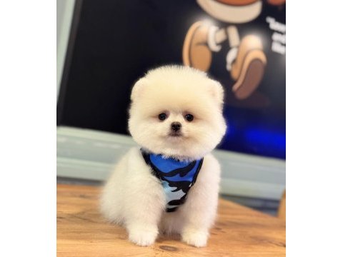 Pomeranian boo yavrular