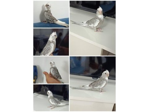 Mükemmel kalitede wf perl ev üretimi ele alışkın sultan