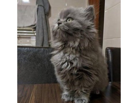 2 aylık british longhair