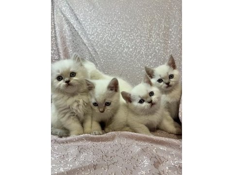 British shorthair blue ve red point yavrular