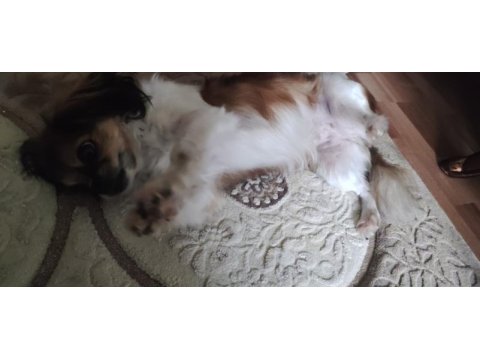 Pekinez köpeğimizi sahiplendiriyoruz