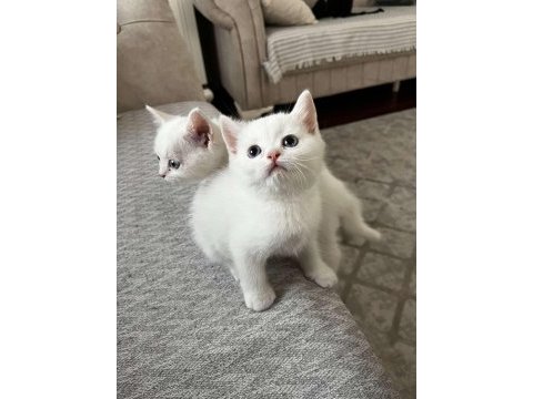 Safkan british longhair ve shorthair yavrular