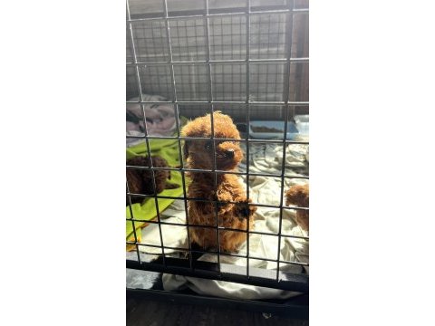 Red brown kore toy poodle yavrularımız