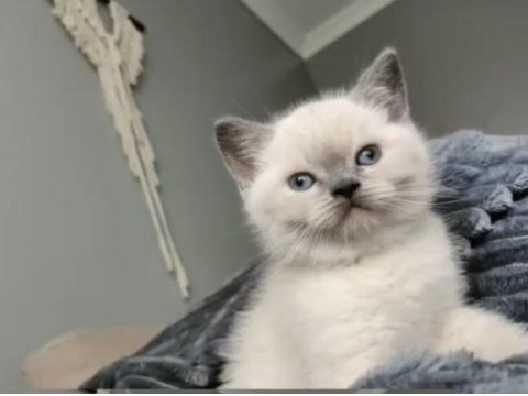 Yavru british shorthair kedilerim