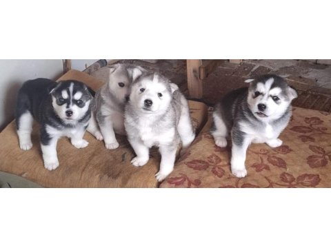 Husky sibirya kurdu
