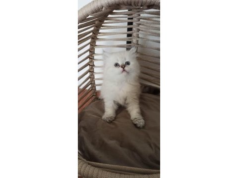 British longhair saf kan yavru