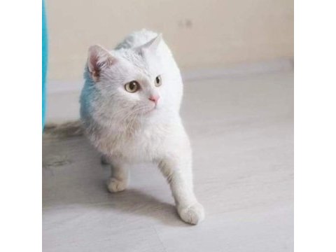 Azgın british shorthair paşa yeni sahibini arıyor