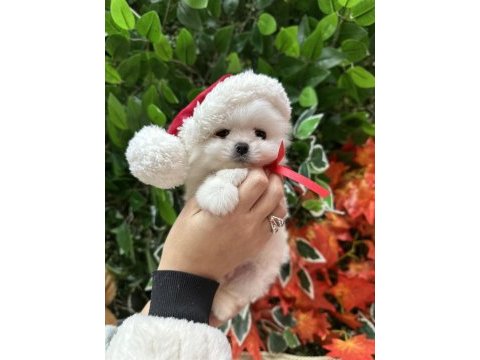 Safkan şecereli pomeranian boo yavrular