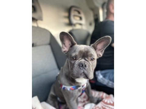 7 buçuk aylık oğlumuz oscar (french bulldog)