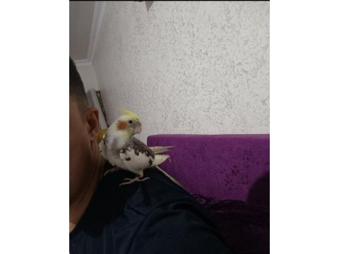 Sultan papağanı sıcak kanlı dost