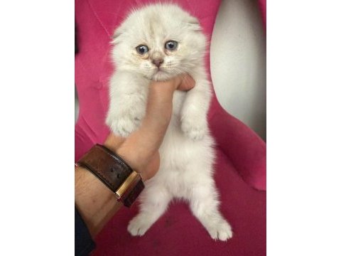 Scottish fold kardeşler