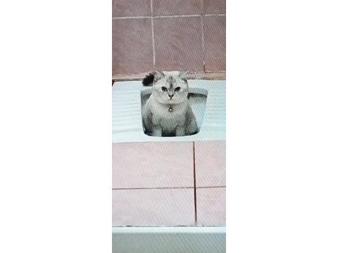 Kedimi bakamadığım için veriyorum