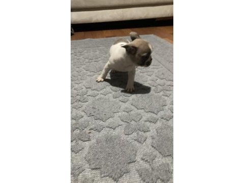 50 günlük french bulldog yavrular