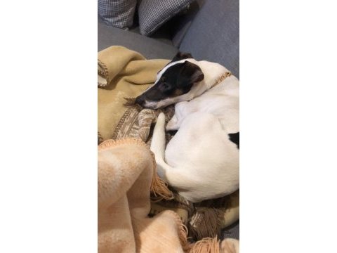 Oğlumuza eş arıyoruz çiftleştirme jack