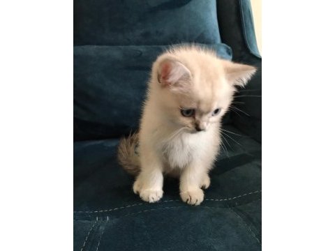 Maviş gözlü kalite british shorthair yavruları