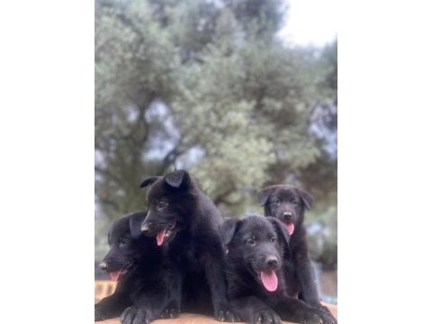 Muhteşem alman çoban köpeği yavrularımız