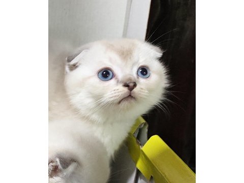 2 aylık scottish fold yavrular