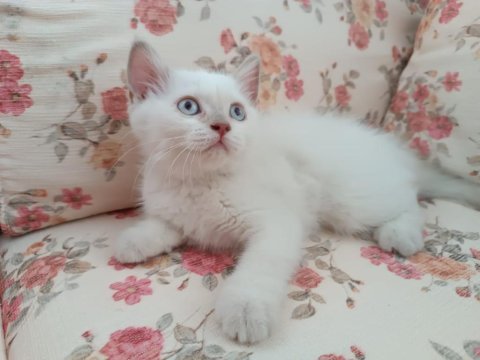 British blue point pamuk kızımız
