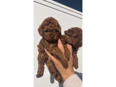  minik patiler, red brown toy poodle yavrular