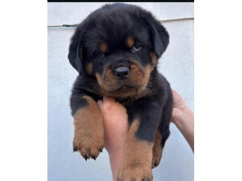 Rottweiler yavrularımız