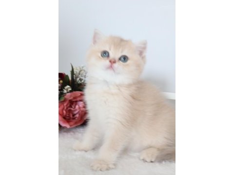 Krem rengi dişi yavru british shorthair