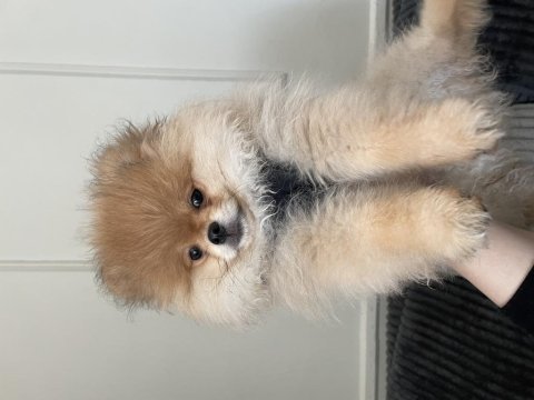 3 aylık erkek pomeranian boo