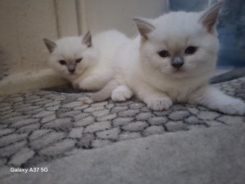 British shorthair bebeklerim