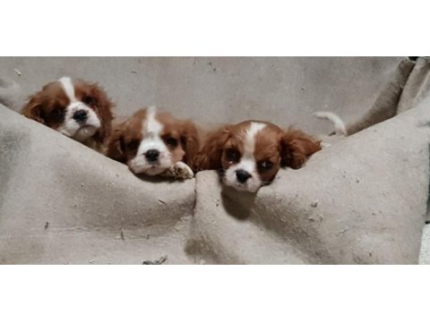 Tarım bakanlığı onaylı a kalite cavalier yavrular