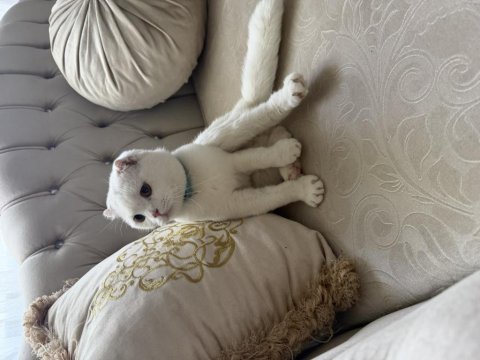 Scottish fold oğlumuz çakiye sıcak yuva arıyoruz
