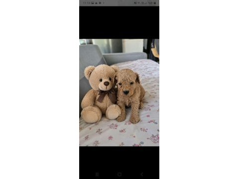 Muhteşem poodle minikler