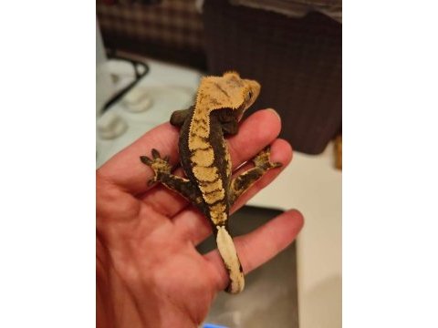 Yavru crested gecko