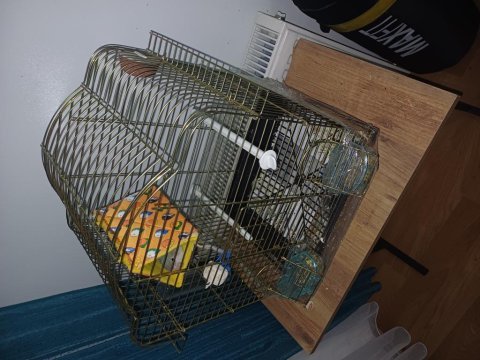 Erkek sevda papağanı 7 aylık