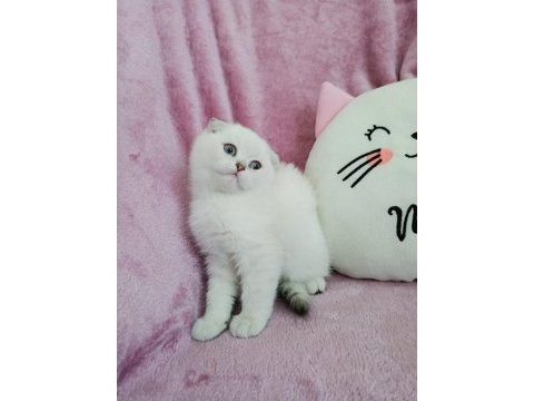 Teslime hazır scottish fold yavrumuz