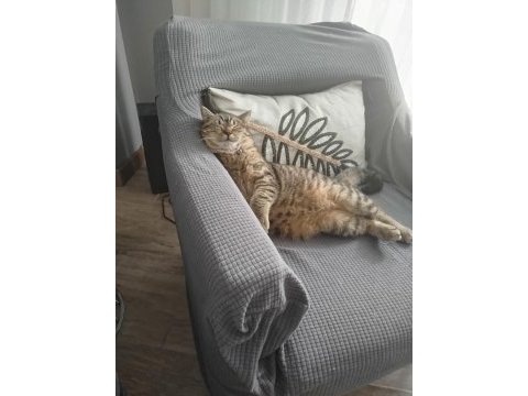 British shorthair kedimiz lily yeni yuvasını arıyor