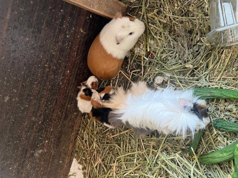 Guinea pig yavrular