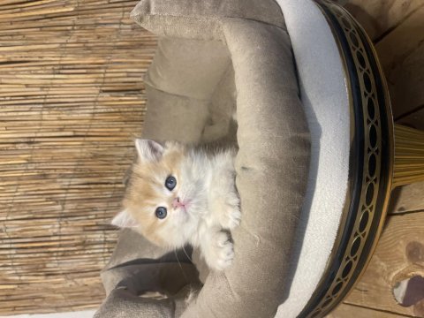 Anne baba şecereli ny12 renk kodlu safkan british shorthair