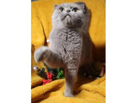 Blue renk scottish fold dişi yetişkin kısır değil