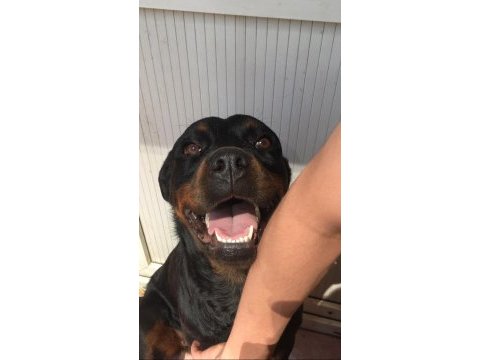 Dişi şampiyon yavrusu rottweiler