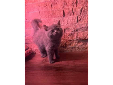 British shorthair yavru