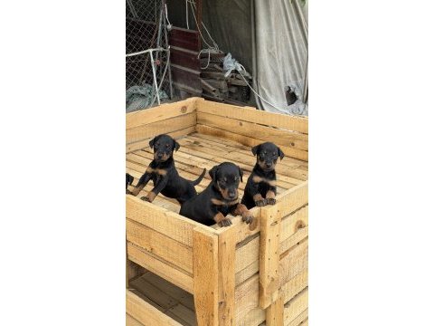 Üst seviye doberman yavruları