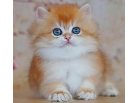 Altın yumağımız ny12 golden british longhair