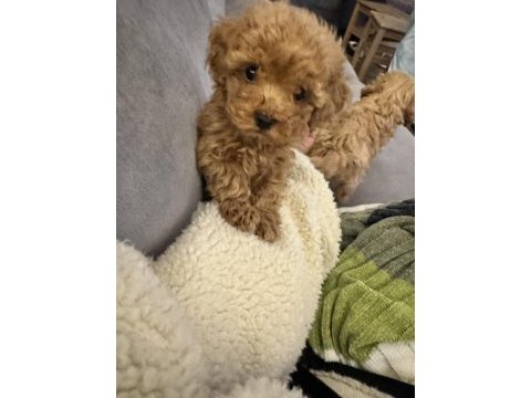 Evde doğmuş erkek ve kız toy poodle yavruları