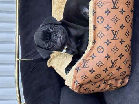 Siyah inci pug yavrularımız