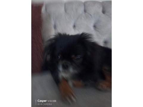 Orijinal pekinez köpeği