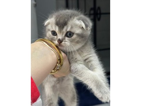 Ev ortamında büyüyen scottish fold yavrularımız 