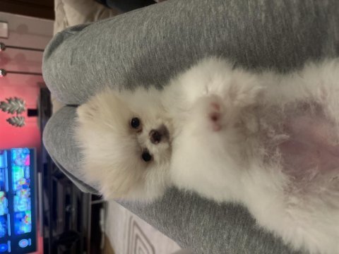 Orjinal pomeranian boo