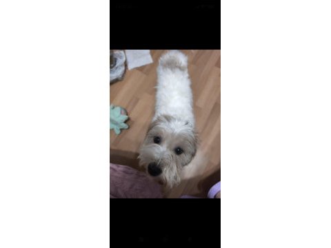 Maltipoo 1 yaşında tuvalet eğitimi