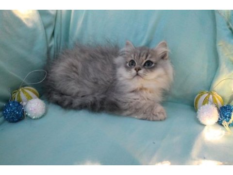 British longhair kartpostal sanacaksınız