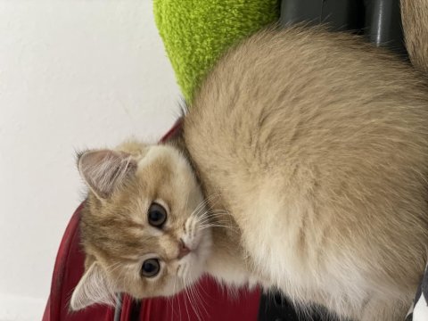 Secereli british shorthair golden yavrular